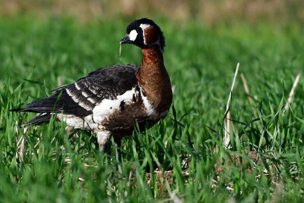 برخورد با زندهگیری و خرید و فروش غیرمجاز حیوانات وحشی در استان