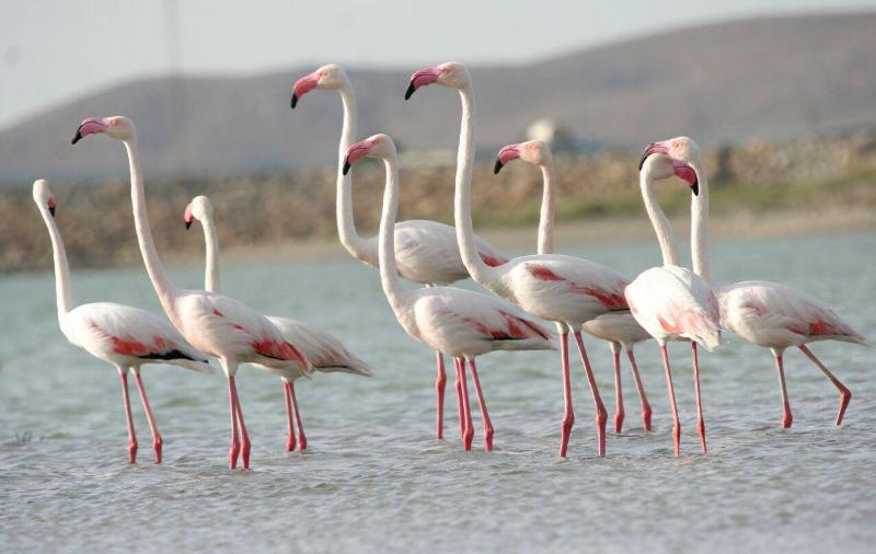 پیشبینی حضور 50هزار بال فلامینگو در دریاچه ارومیه در سالجاری