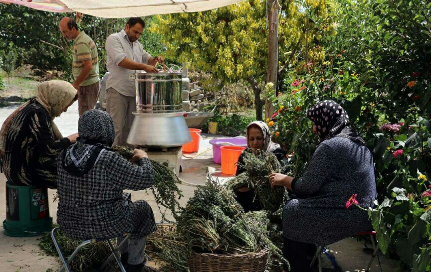 بازار داغ عرق گیری گیاهان دارویی در آذربایجان‌غربی 