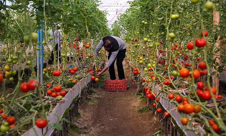 کشت گلخانهای ظرفیت خاموش اقتصاد آذربایجانغربی
