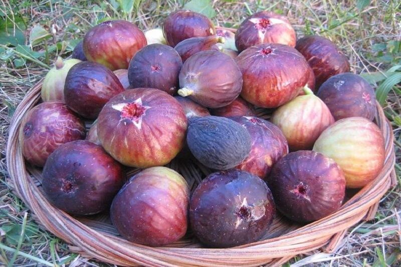 عاقبت نامعلوم صادرات میوههای آذربایجانغربی