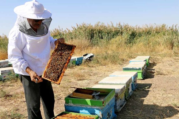 ظرفیت فراموش شده اقتصاد شیرین در آذربایجانغربی