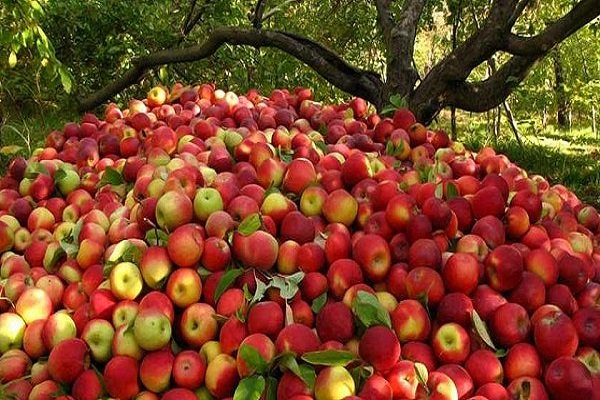دلایل نامعلومی که سیب ارومیه را بیمشتری کرد