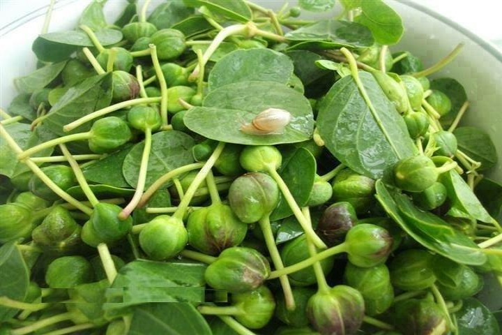 فصل داغ تهیه ترشی با گیاهان کوهی در آذربایجان‌غربی