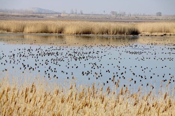 تامین آب لازم برای احیای تالاب‌‍های اقماری دریاچه ارومیه
