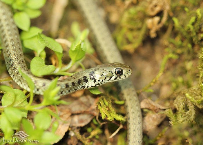 مارها راهی خیابانهای مهاباد شدند!