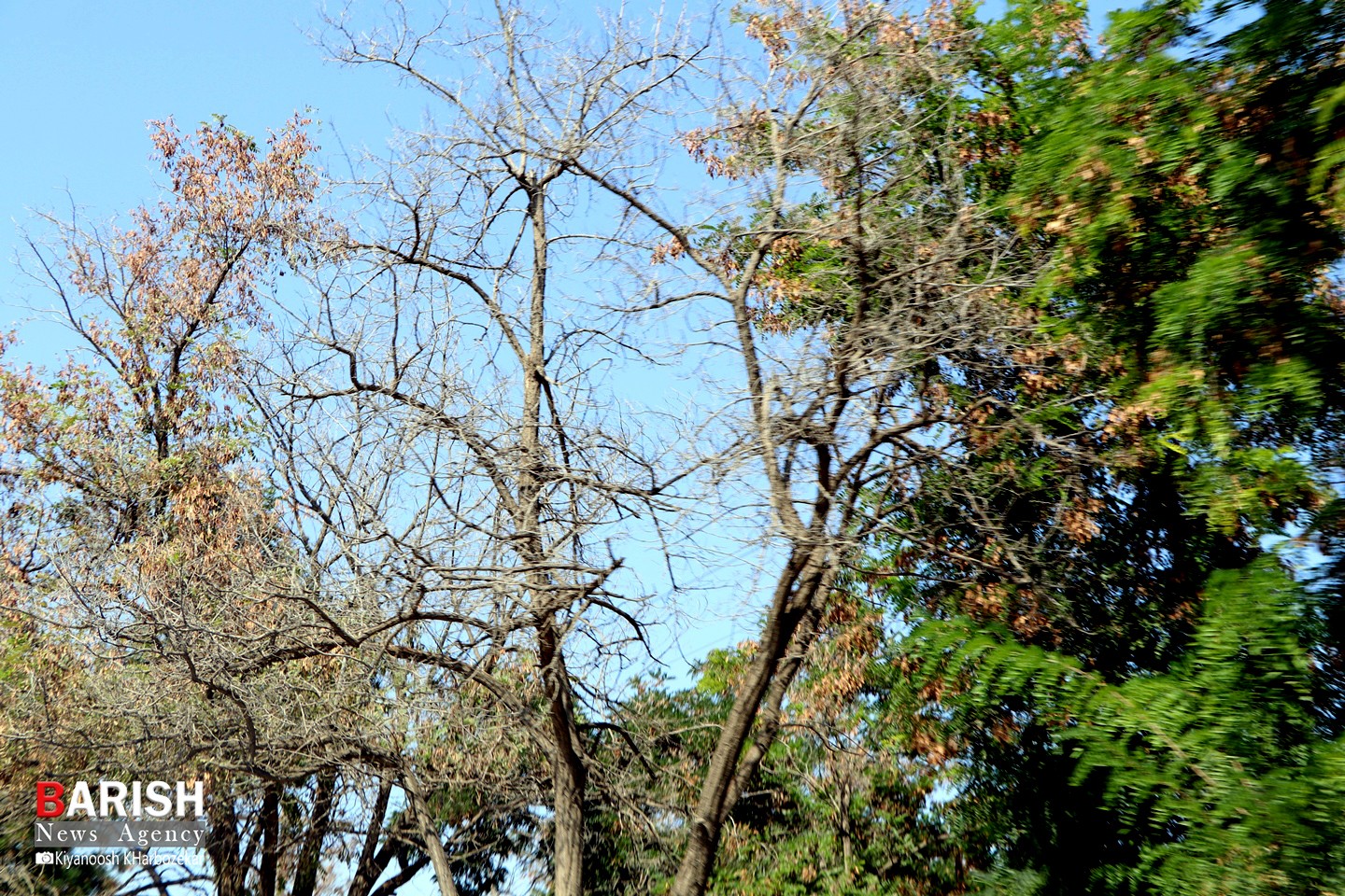 خشک شدن برخی درختان جاده چی چست