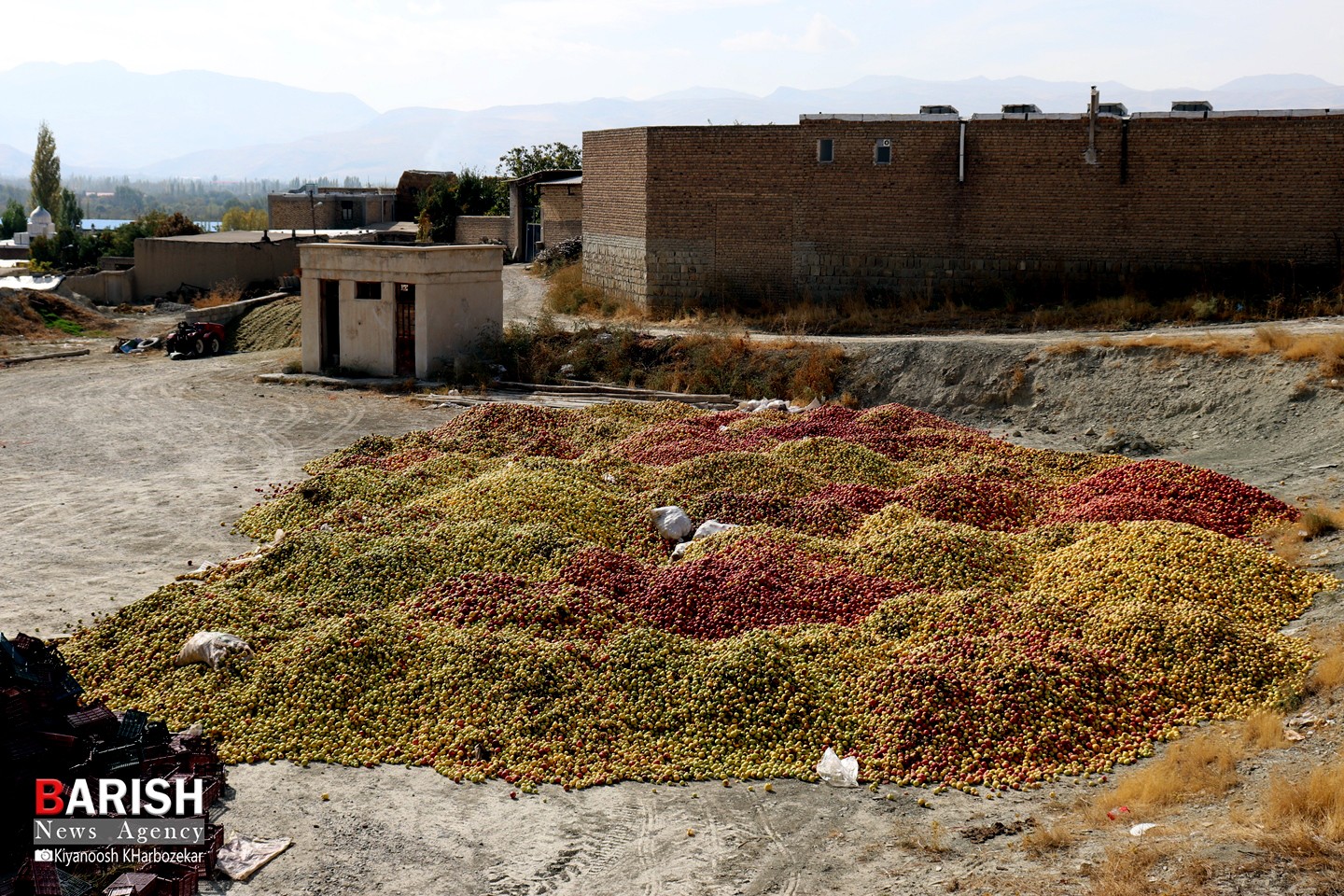 انباشت سیب در کنار جاده ها / ارومیه