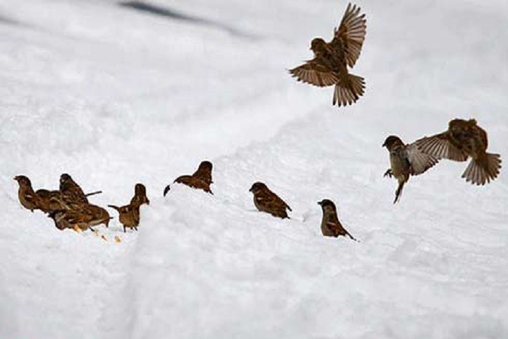 قطرهای از جنس انسانیت