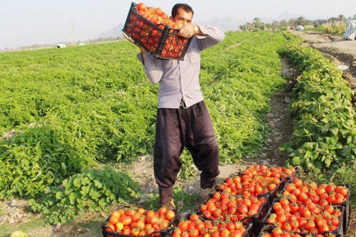 کام تلخ گوجه کاران آذربایجانغربی