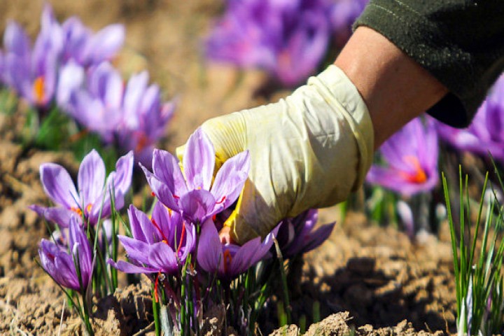 وضعیت ثمربخش طلای سرخ در آذربایجان‌غربی