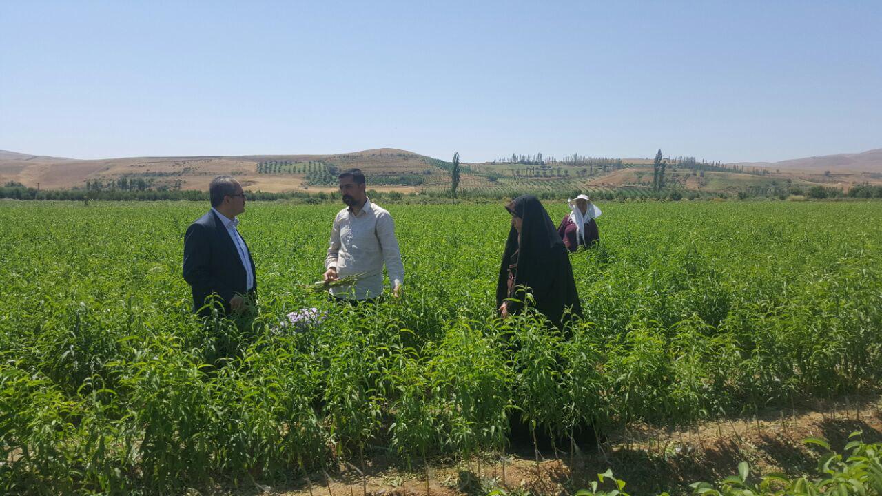 صادرات نهالهای با کیفیت به داخل و خارج از کشور