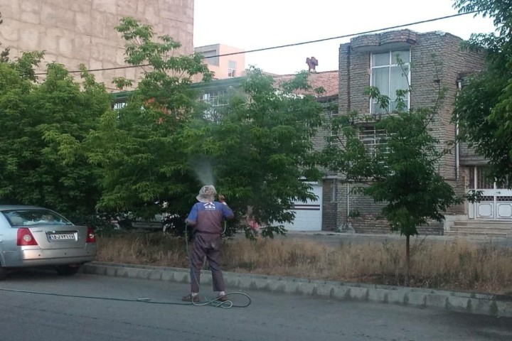 عملیات سمپاشی درختان معابر و پارکهای شهری ادامه دارد