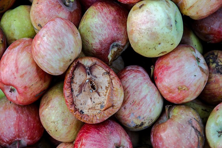 کام تلخ باغداران/معضل ناتمام سیبهای زیر درختی در آذربایجانغربی