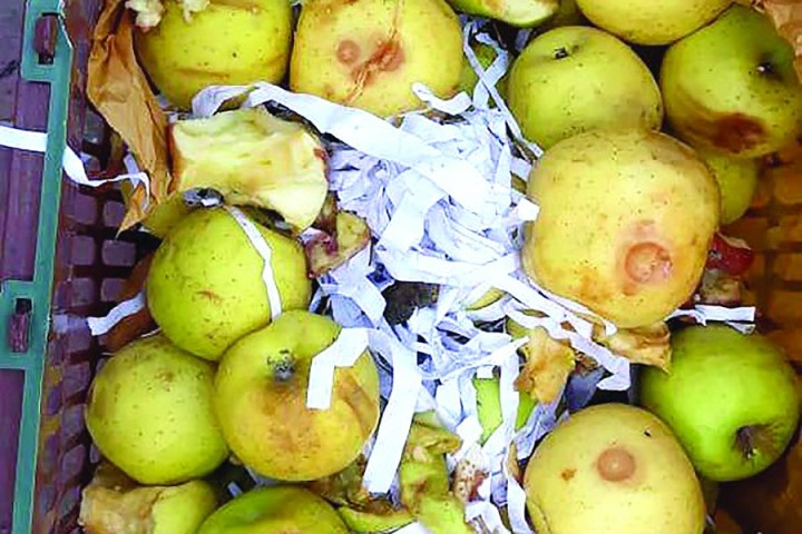 سیبهایی که هر ساله زیرسایه بیتدبیری مسئولان دور ریخته میشوند/وعده های رنگارنگی که هیچگاه عملی نشد!