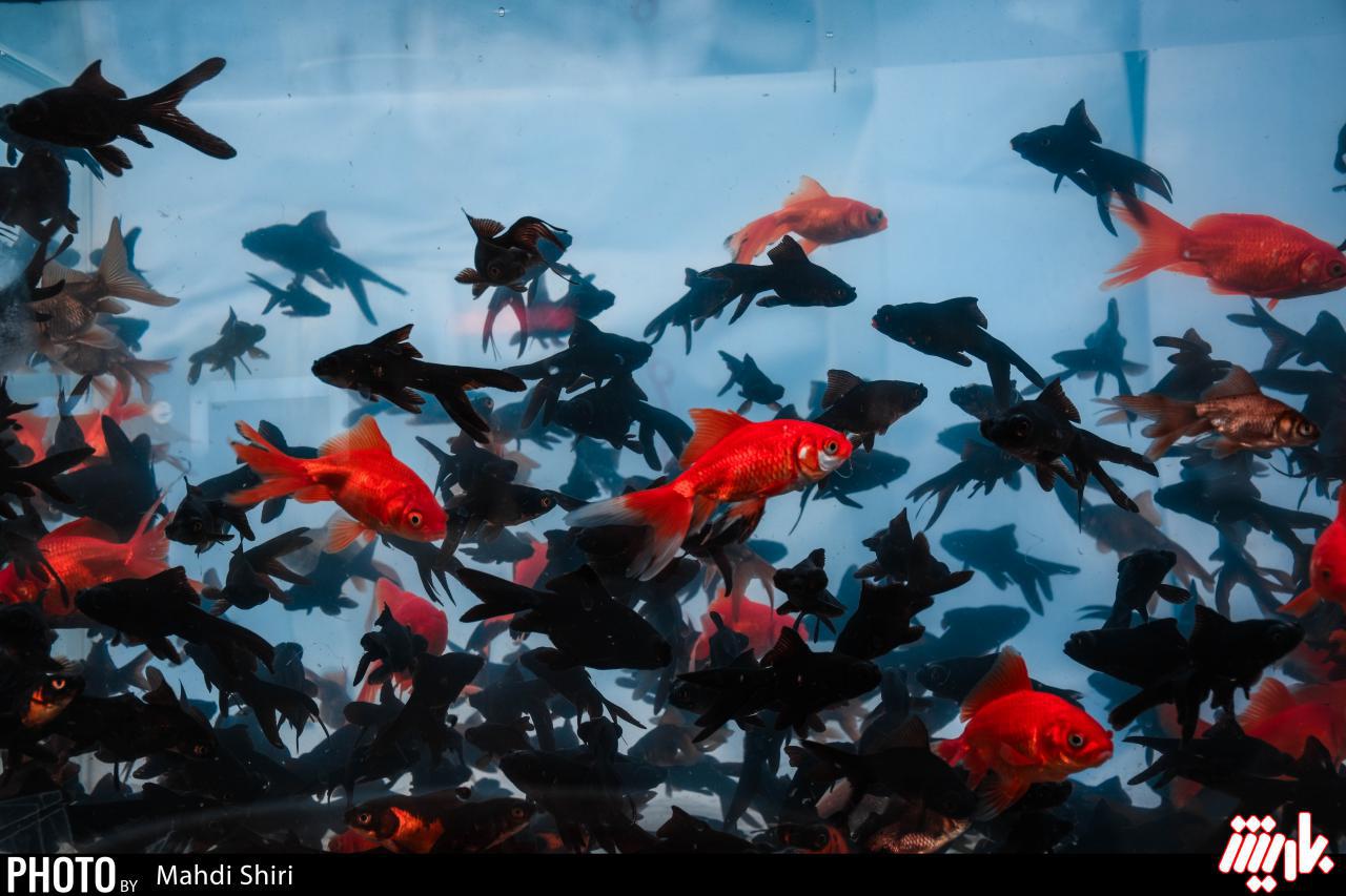مردم از مراکز معتبر و تحت کنترل شهرداری و دامپزشکی اقدام به خرید ماهی قرمز کنند