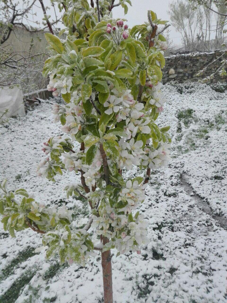 سرمازدگی و یخبندان  بهاره  107 میلیارد تومان به محصولات کشاورزی آذربایجان غربی خسارت وارد کرد