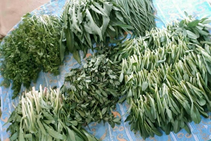 گیاهان کوهی سوغات بهاری در آذربایجان‌غربی