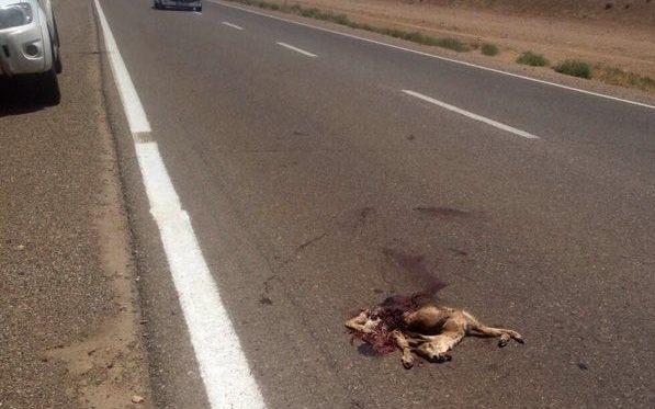 سنتو مسافران و حیوانات را به کام مرگ میکشاند