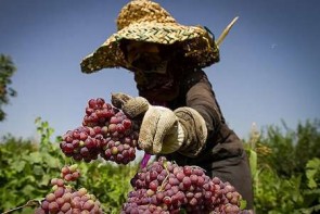 پای لنگ کشاورزی آذربایجان در نبود صنعت پای لنگ کشاورزی آذربایجان در نبود صنعت