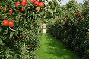 صرف یکچهارم بودجه سالانه شهرداری برای تملک باغات صرف یکچهارم بودجه سالانه شهرداری برای تملک باغات