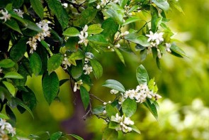 چشم انداز باغشهر ارومیه برخورداری از هوای پاک است چشم انداز باغشهر ارومیه برخورداری از هوای پاک است