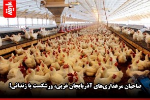 صاحبان مرغداریهای آذربایجان غربی، ورشکست یا زندانی! صاحبان مرغداریهای آذربایجان غربی، ورشکست یا زندانی!