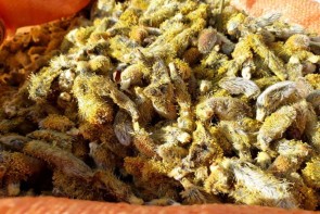 سوغات ارومیه برندسازی فرهنگی شود سوغات ارومیه برندسازی فرهنگی شود