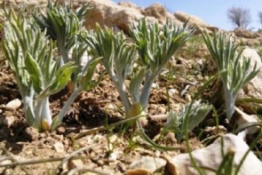 بوی خوش گیاهان کوهی در سفرههای آذربایجان غربی بوی خوش گیاهان کوهی در سفرههای آذربایجان غربی