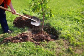 روز درختکاری، بهانهای برای آشتی با طبیعت روز درختکاری، بهانهای برای آشتی با طبیعت