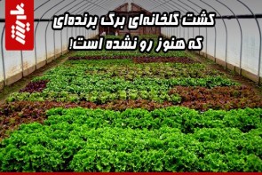 کشت گلخانهای برگ برندهای که هنوز رو نشده است! کشت گلخانهای برگ برندهای که هنوز رو نشده است!