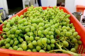 غورهگیری ارومیه برندی که میتواند ملی شود غورهگیری ارومیه برندی که میتواند ملی شود