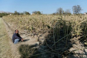 اینجا؛ قلب کسی برای کشاورزی نمیتپد اینجا؛ قلب کسی برای کشاورزی نمیتپد