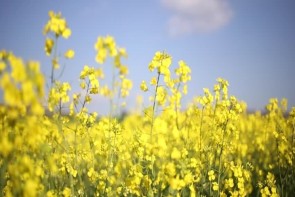 طلایی شدن اقتصاد آذربایجانغربی با دانههای ریز کلزا طلایی شدن اقتصاد آذربایجانغربی با دانههای ریز کلزا