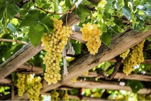 تاراج ثروت شیرین استان در نبود صنایع تبدیلی تاراج ثروت شیرین استان در نبود صنایع تبدیلی