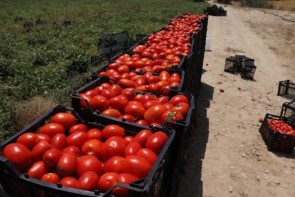 محدودیتی برای خرید و فروش گوجه فرنگی وجود ندارد محدودیتی برای خرید و فروش گوجه فرنگی وجود ندارد