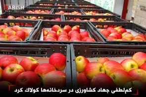 کملطفی جهاد کشاورزی در سردخانهها کولاک کرد کملطفی جهاد کشاورزی در سردخانهها کولاک کرد