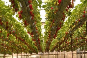 ظرفیت ثروت سبز آذربایجانغربی در فراموشی مطلق ظرفیت ثروت سبز آذربایجانغربی در فراموشی مطلق