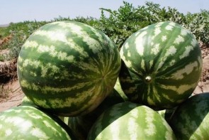 بار شیرین ارومیه در نیمه راه ماند بار شیرین ارومیه در نیمه راه ماند