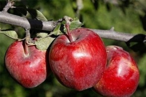 ناکجاآباد سرنوشت سیب آذربایجانغربی ناکجاآباد سرنوشت سیب آذربایجانغربی