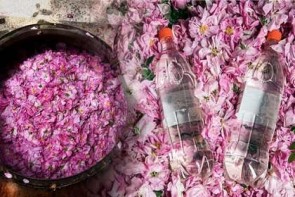 برداشت گل محمدی (قیزیل گول) در آذربایجان غربی آغاز شد برداشت گل محمدی (قیزیل گول) در آذربایجان غربی آغاز شد