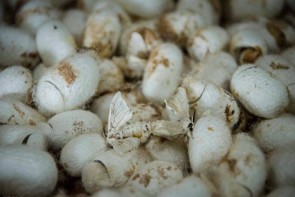 تولید یک تن پیله کرم ابریشم در آذربایجان غربی تولید یک تن پیله کرم ابریشم در آذربایجان غربی