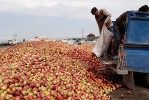 تراژدی غمگین و تکراری انباشت سیب در جاده های آذربایجان غربی تراژدی غمگین و تکراری انباشت سیب در جاده های آذربایجان غربی