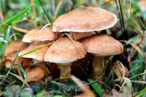 قارچهای وحشی و خطر مسمومیت در کمین مردم آذربایجانغربی قارچهای وحشی و خطر مسمومیت در کمین مردم آذربایجانغربی