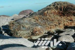 بحران زیست محیطی دریاچه ارومیه + عکس بحران زیست محیطی دریاچه ارومیه + عکس