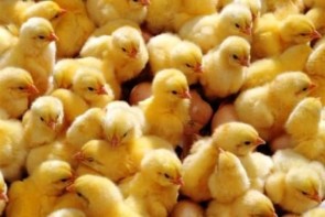سایه بیتدبیری بر تولیدات دام و طیور سایه بیتدبیری بر تولیدات دام و طیور