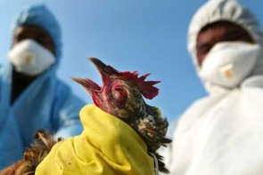 زنگ خطر شیوع بیماری آنفلانزای فوق حاد پرندگان در آذربایجانغربی زنگ خطر شیوع بیماری آنفلانزای فوق حاد پرندگان در آذربایجانغربی