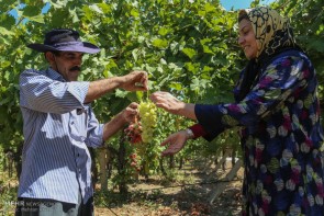 برداشت انگور از باغات آذربایجان غربی آغاز شد/رتبه چهارم استان در تولید انگور در کشور برداشت انگور از باغات آذربایجان غربی آغاز شد/رتبه چهارم استان در تولید انگور در کشور
