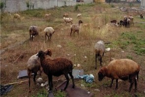چرای احشام؛ معضل لاینحل زندگی شهری در ارومیه چرای احشام؛ معضل لاینحل زندگی شهری در ارومیه