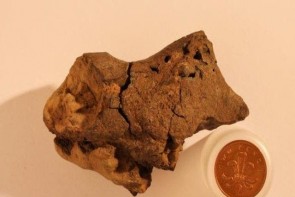 کشف اولین نمونه از مغز دایناسورها +عکس کشف اولین نمونه از مغز دایناسورها +عکس